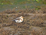 Snow Bunting