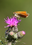 Small Skipper