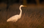 Great White Egret - Ardea alba
