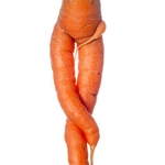 Carrot (Daucus carota ssp sativus)