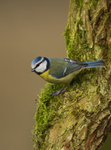BLUE TIT REF BT 5
