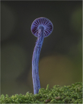Amethyst Deceiver Under-view