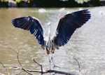 Heron leaving Palace Theatre