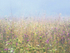 Misty Meadow