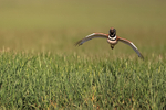 Little Bustard (male) flying, Spain