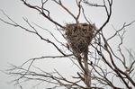 White Stork nest
