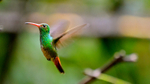 Caught in full flight