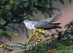Cuckoo - Cuculus canorus