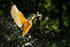 July - Kingfisher with two fish, Loggerheads