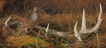 . SNIPE/ ANTLER