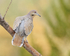 White-winged Dove, Bosque del Apache, New Mexico