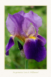 Iris germanica 'Lent A. Williamson' 2