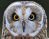 Close-up of Short-eared Owl