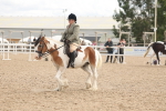 Class 308 - Ridden Coloured Horse portfolio