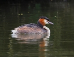 Great Crested Grebe