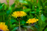 dandelion Taraxacum-49
