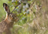 Brown Hares ref bh15