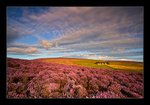 Moorland Heather