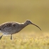 Curlew