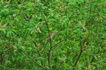 Garden Warbler
