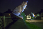 Resting on a Bristol wall checking its territory out in an street