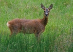 Roe Deer