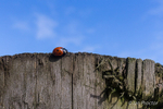 Ladybird Reaching for the Sky
