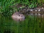 Eurasian Beaver