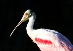 Roseate Spoonbil _0001