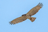 Short-toed Eagle