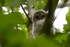Tawny Owl chick