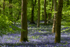 Bluebells at Soudley