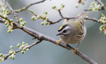 Golden-crowned Kinglet in Plum tree