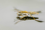 Pond skater