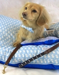 Bowtie, lead, bed,bone