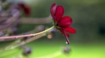 Raindrop_5558