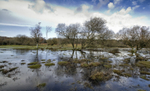 Flooded Ground