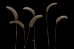 FOXTAILS