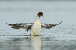 Goosander, wings outstretched, Farmoor Reservoir