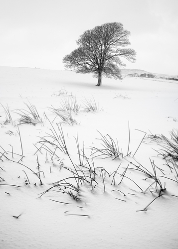 Almost a lone tree shot - but the marram grass was poking through in places.