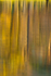 Tree Reflections