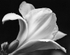 Day Lily