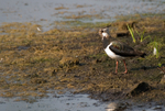 Lapwing