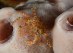 Pisidia longicornis (possibly juvenile)