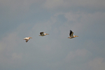 White Pelicans
