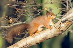 Red Squirrel