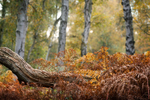 Ferns over Log