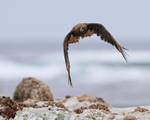 Striated Caracara flying wings down, Sea Lion Island, Falklands