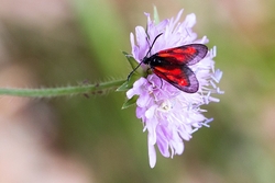Butterflies of The Pyrenees portfolio