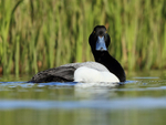Scaup (male), Lake Myvatn, Iceland